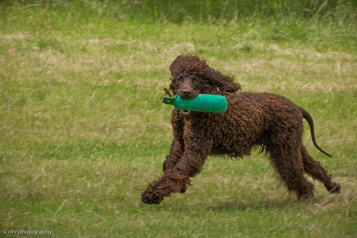 Gailey at SIWSC BC Gundog WT in UK, 3rd of July 2016